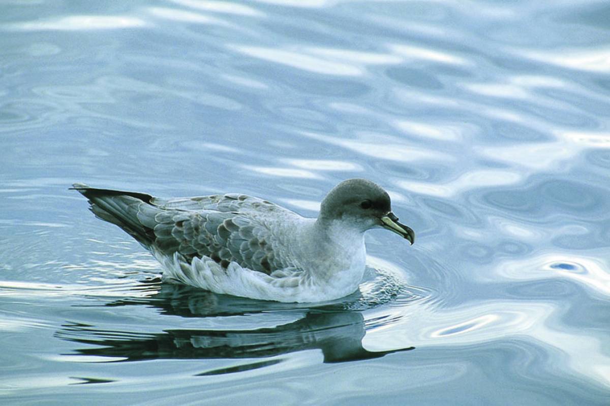 Grey Petrel