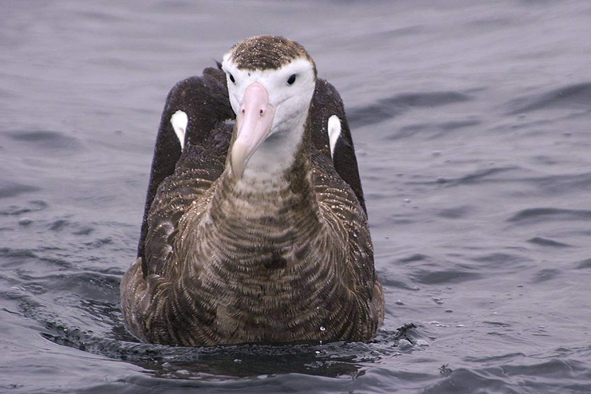 Antipodean Wandering Albatross