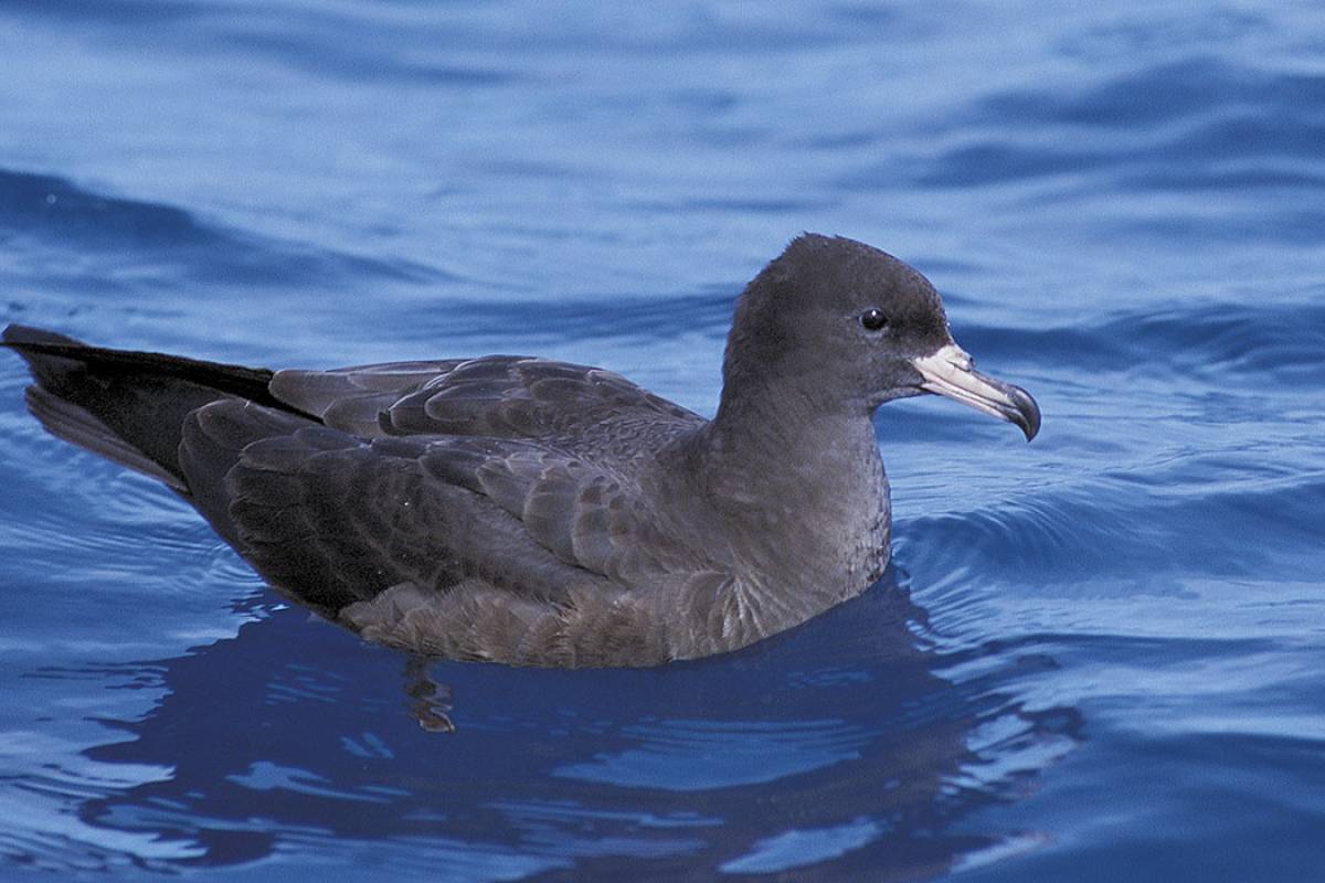 Flesh-footed Shearwater