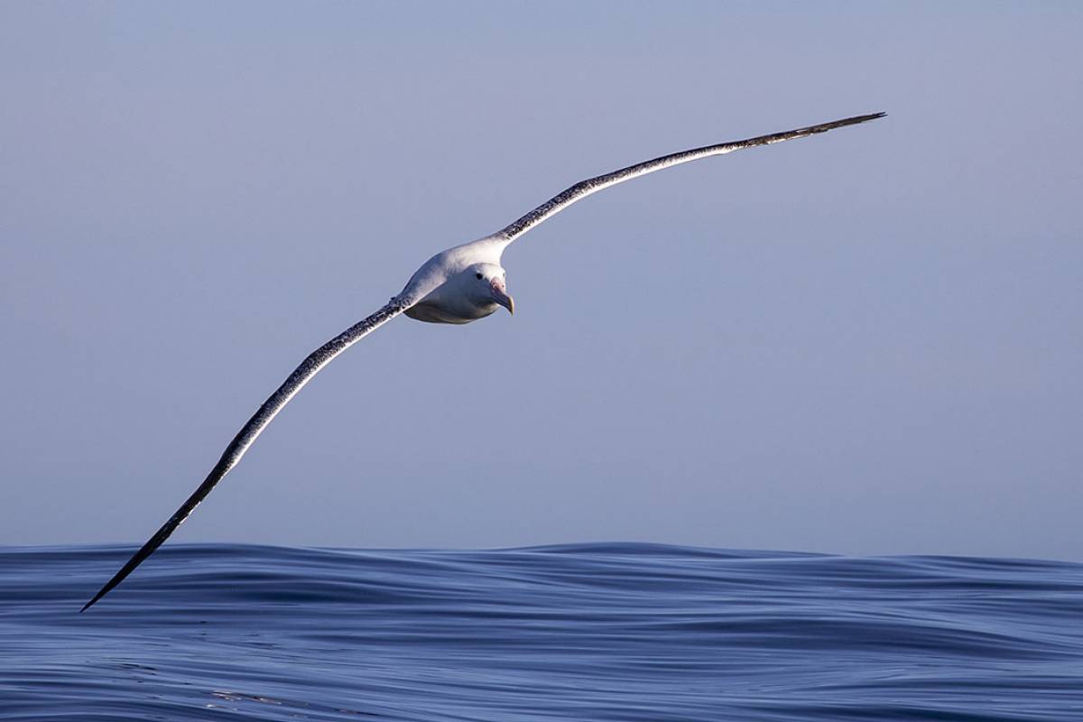 Great Albatross