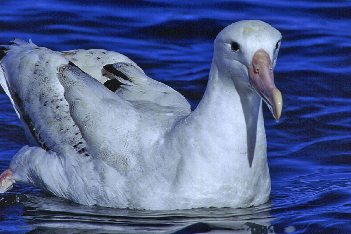 Snowy Wandering Albatross