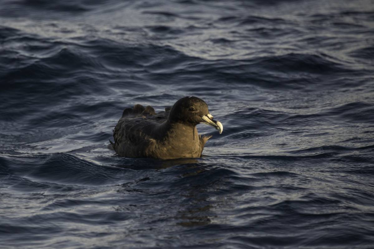 White-chinned Petrel