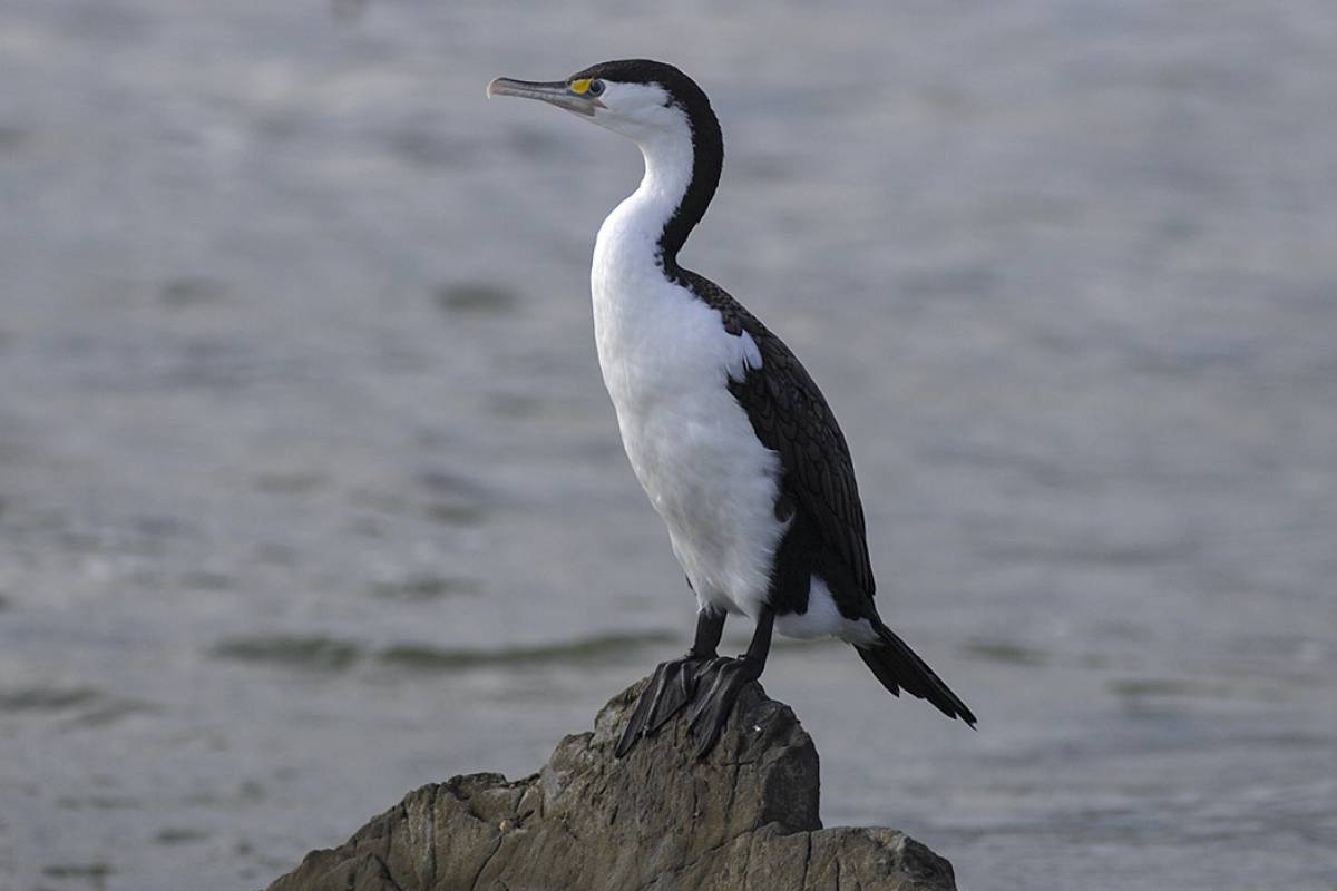 Pied Shag