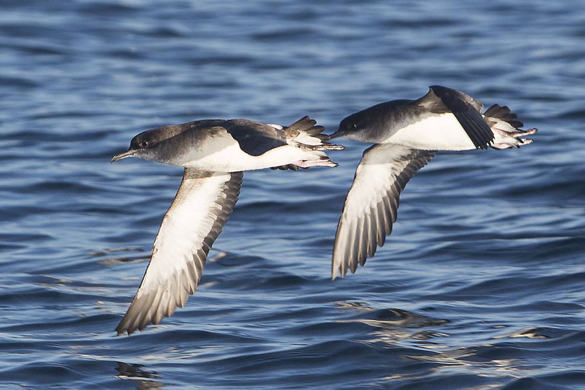 Fluttering Shearwater