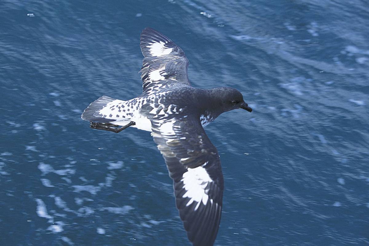 Cape Petrel