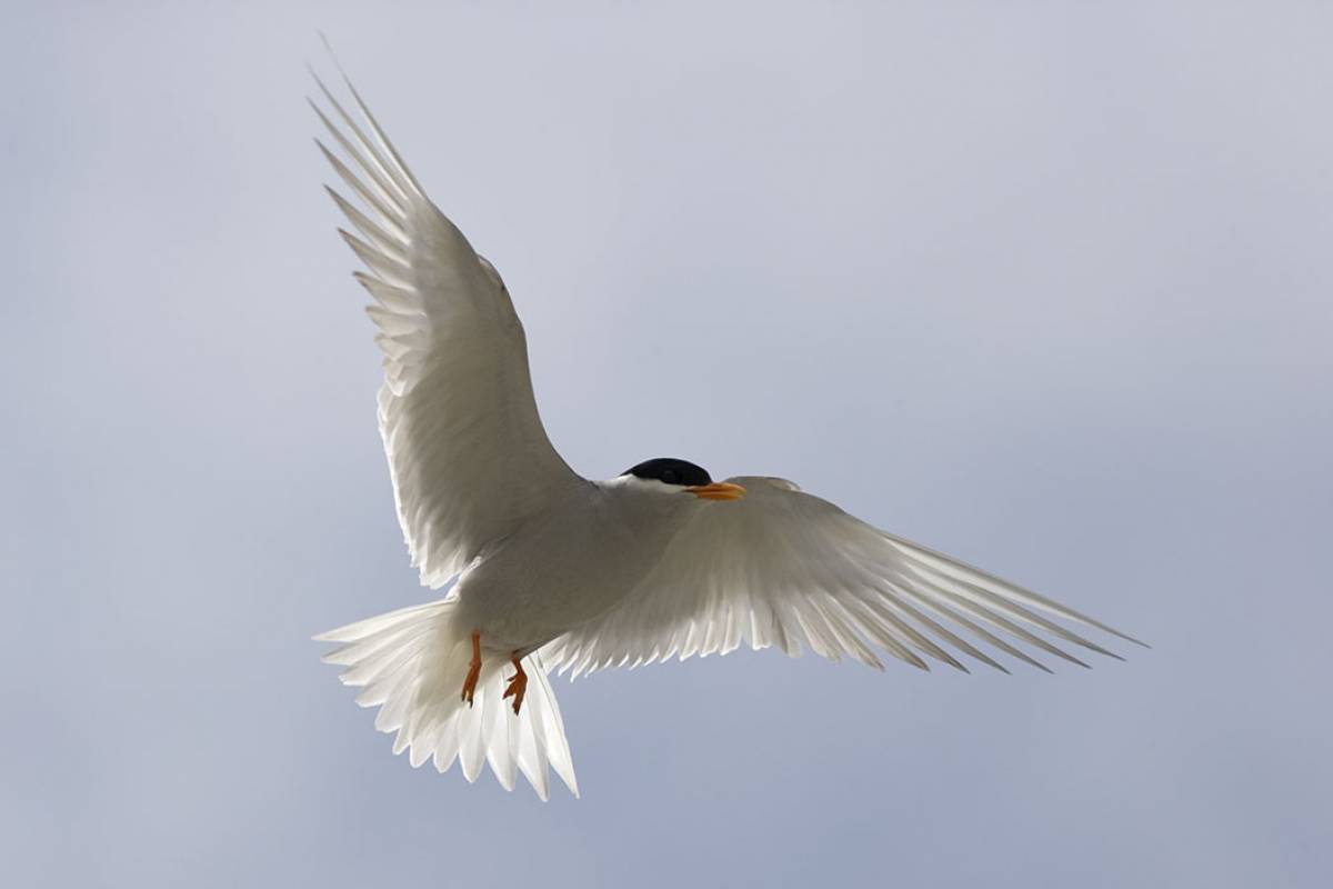 Black-fronted Tern