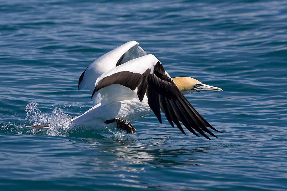 Australian Gannet