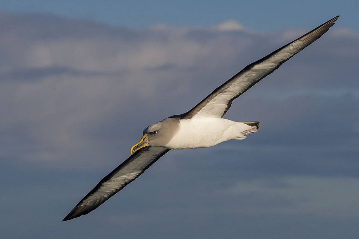 Buller's Albatross