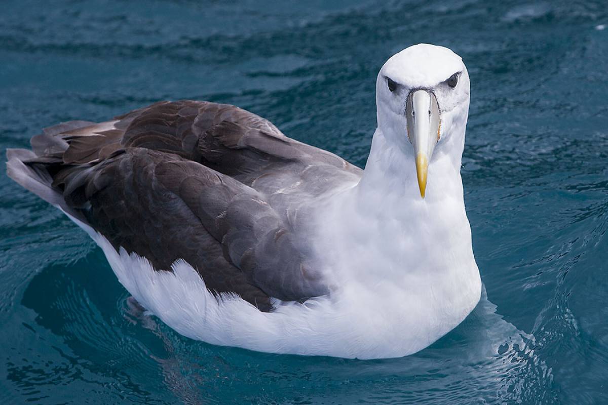 New Zealand White-capped Albatross