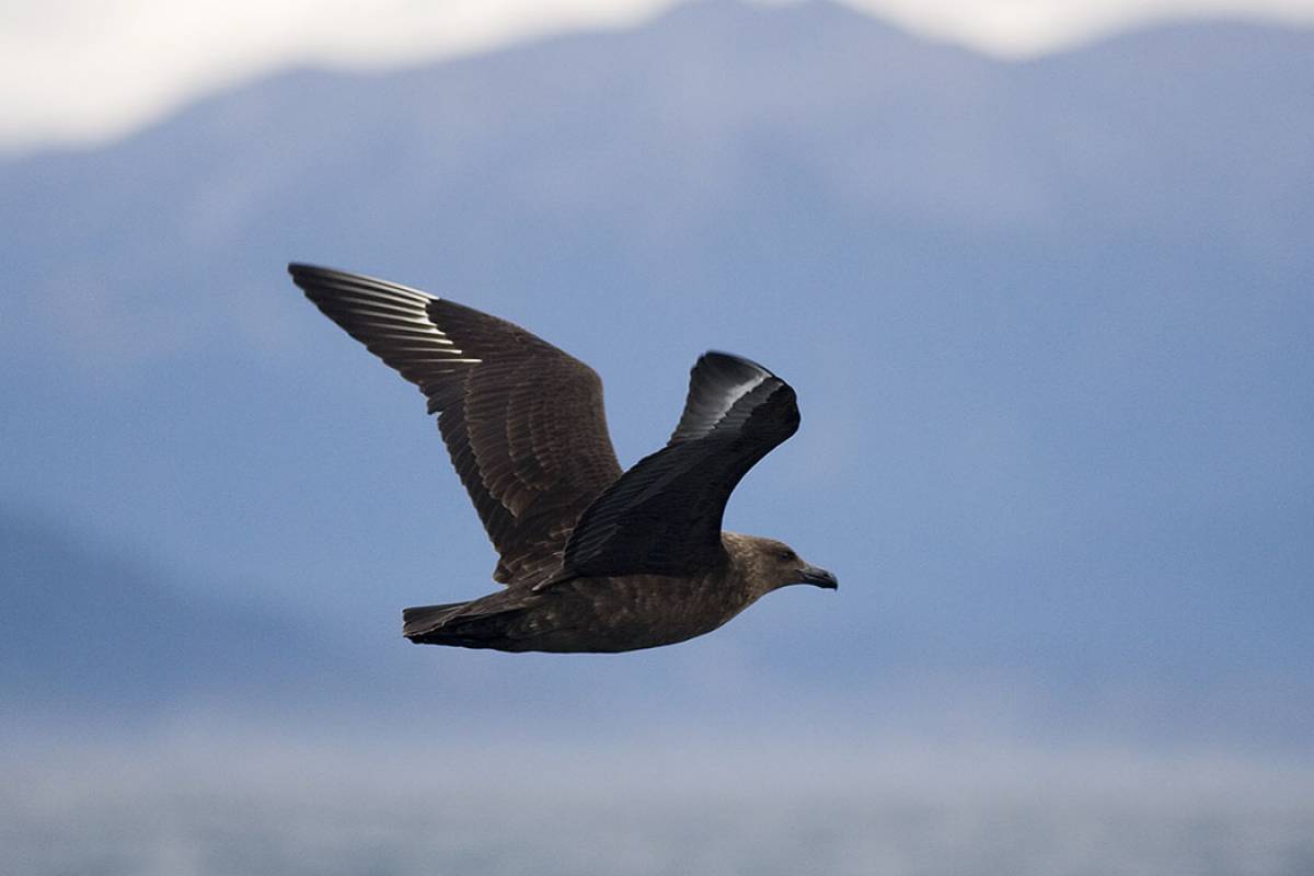 Brown Skua