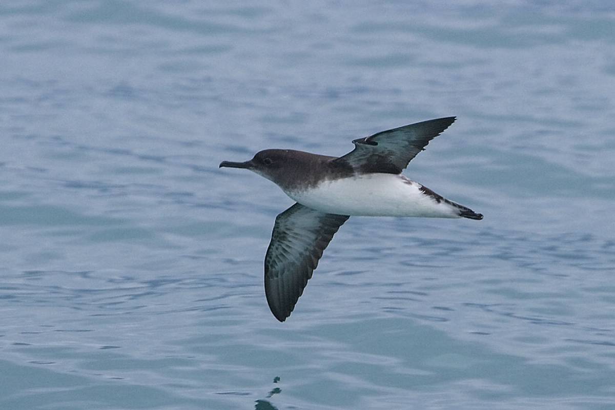 Hutton’s Shearwater