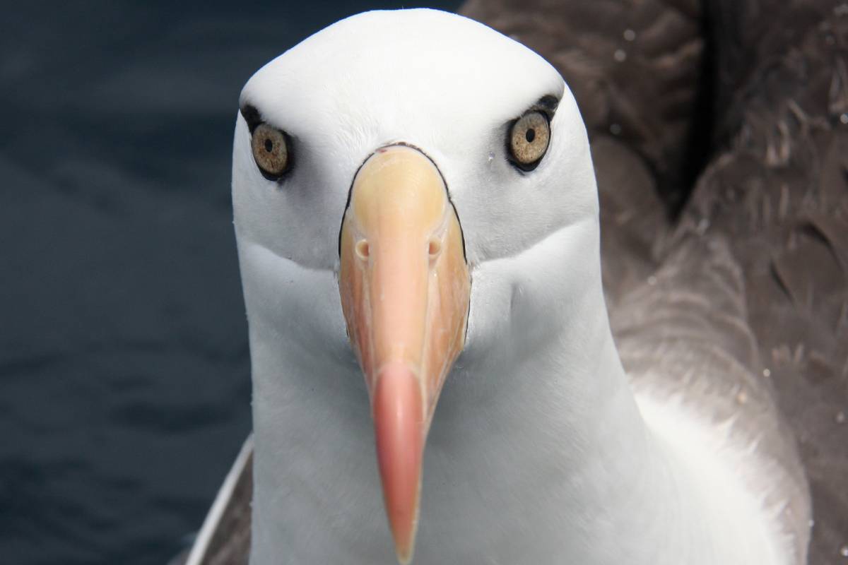 Campbell Island Albatross 
