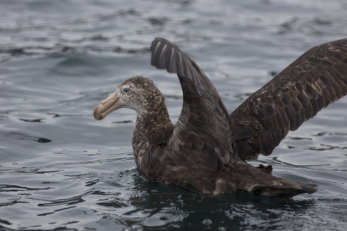Northern Giant Petrel