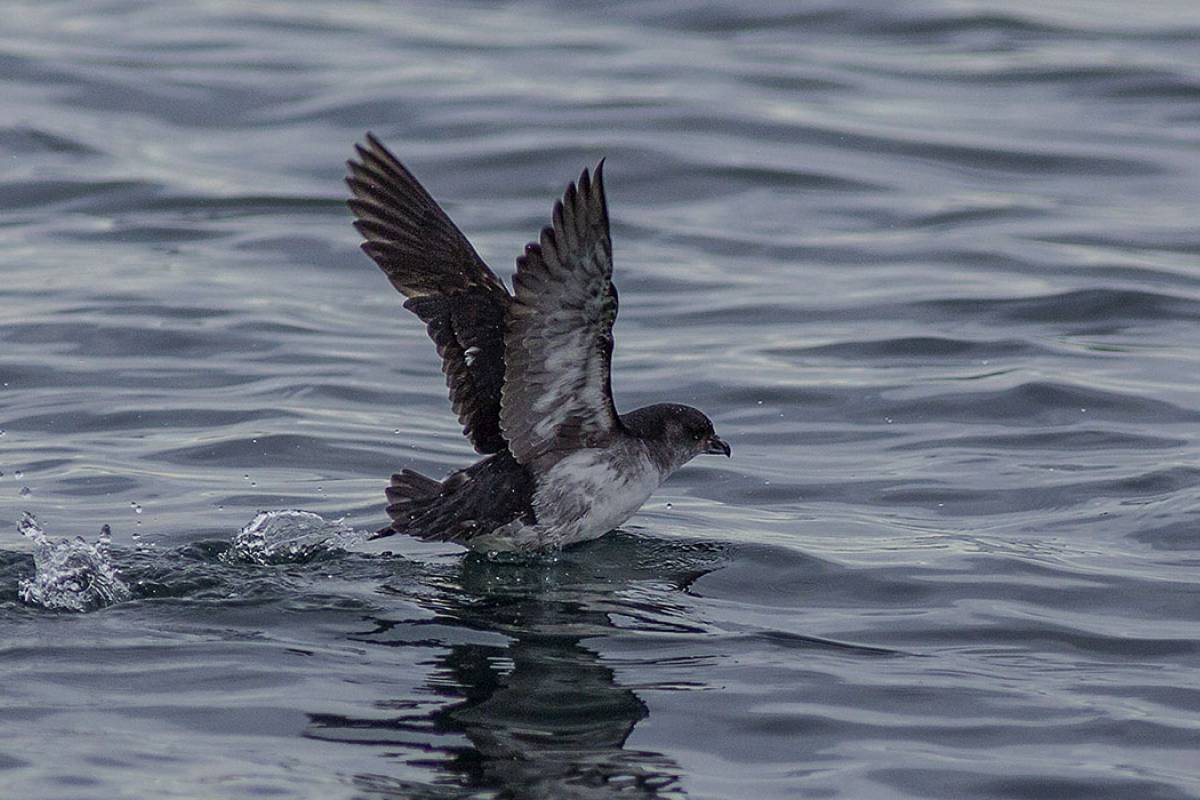 Diving Petrel