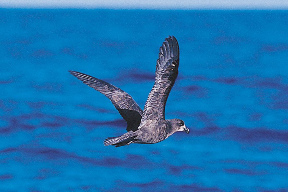 Grey-faced Petrel