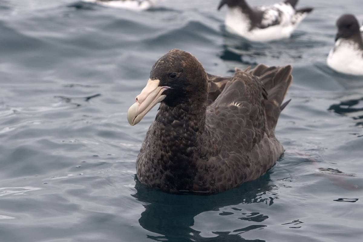 Southern Giant Petrel