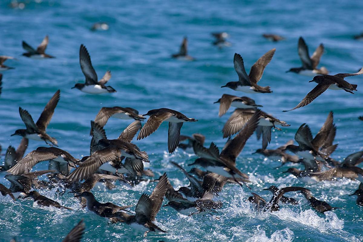 Shearwaters