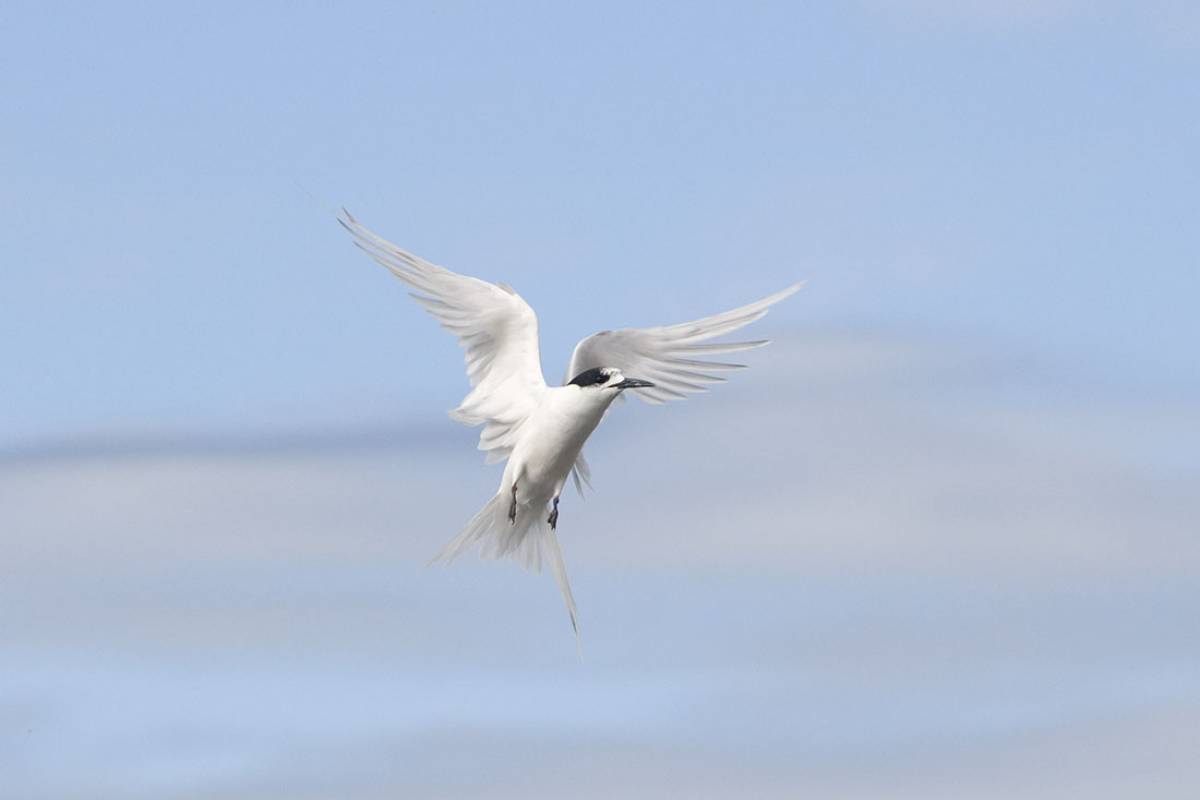 White-fronted Tern