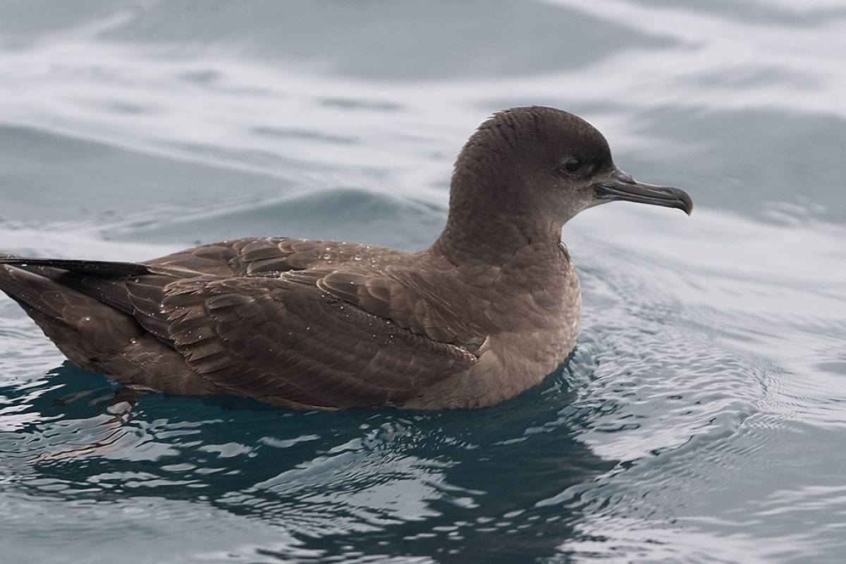 Sooty Shearwater