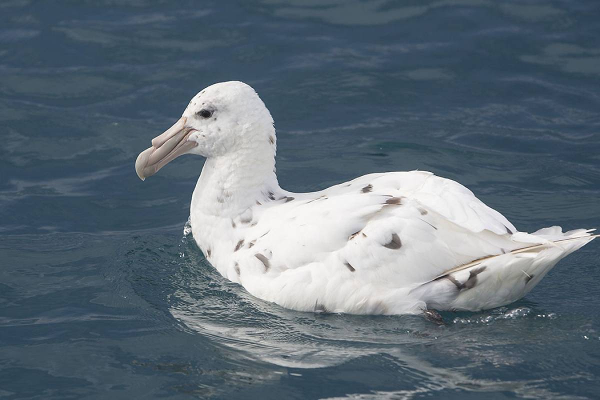 White Morph (Southern Giant) Petrel