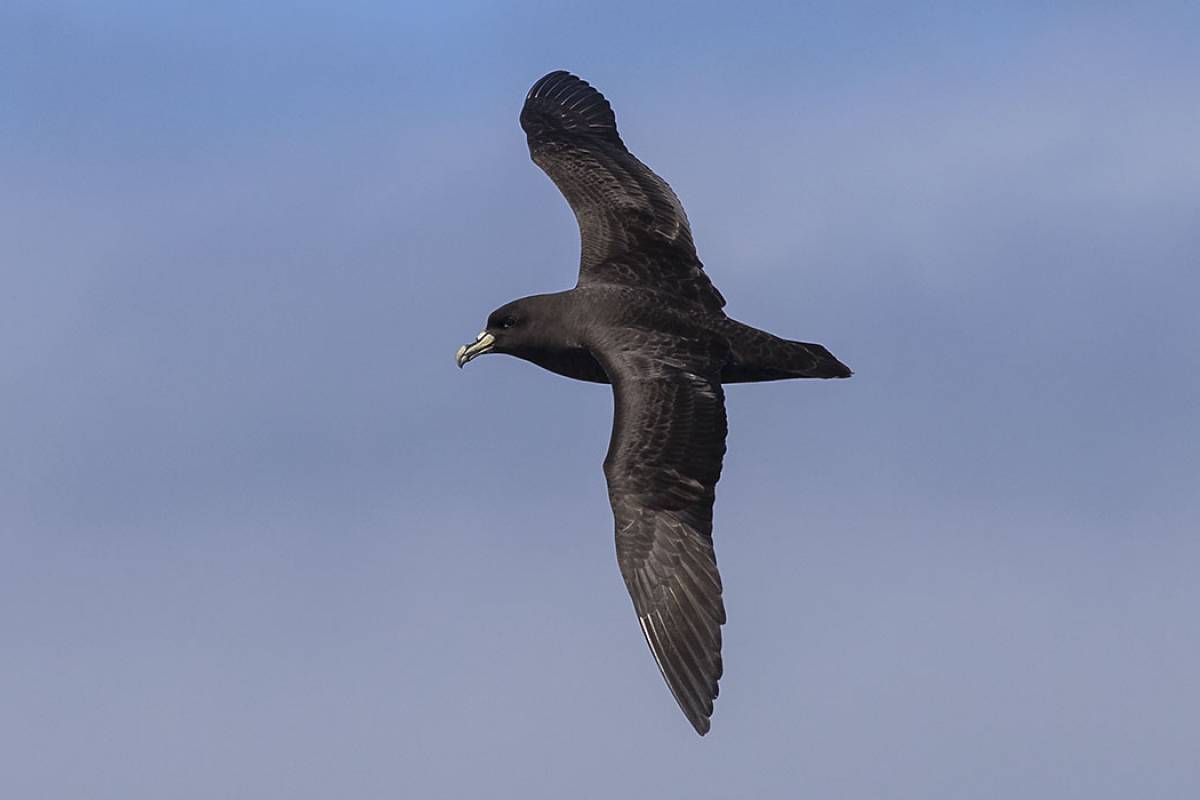 Petrels