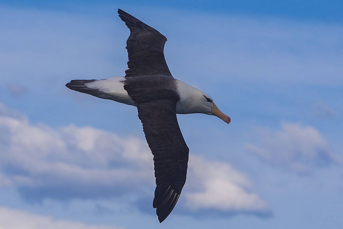 Subantarctic Black-browed Albatross