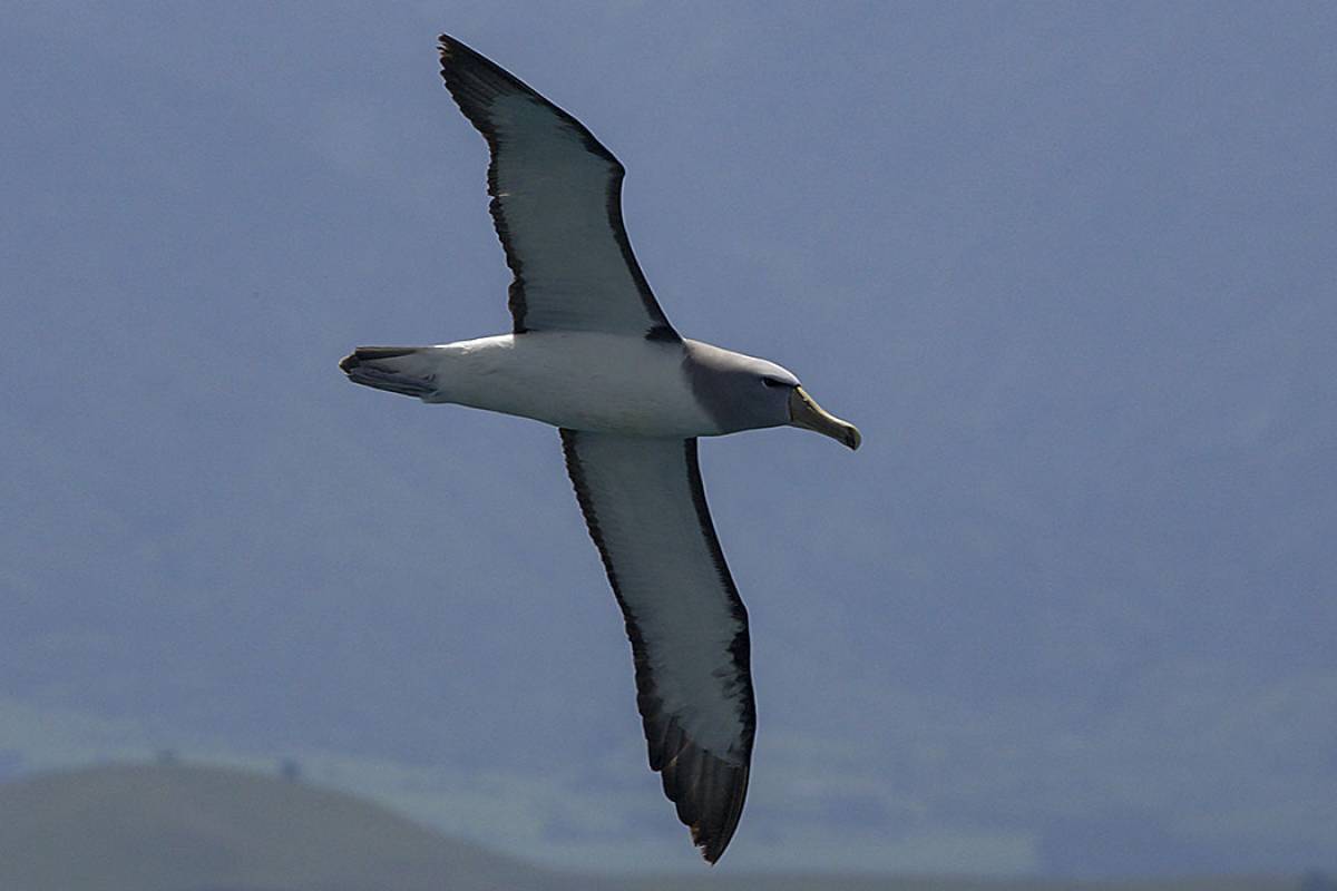 Salvin's Albatross