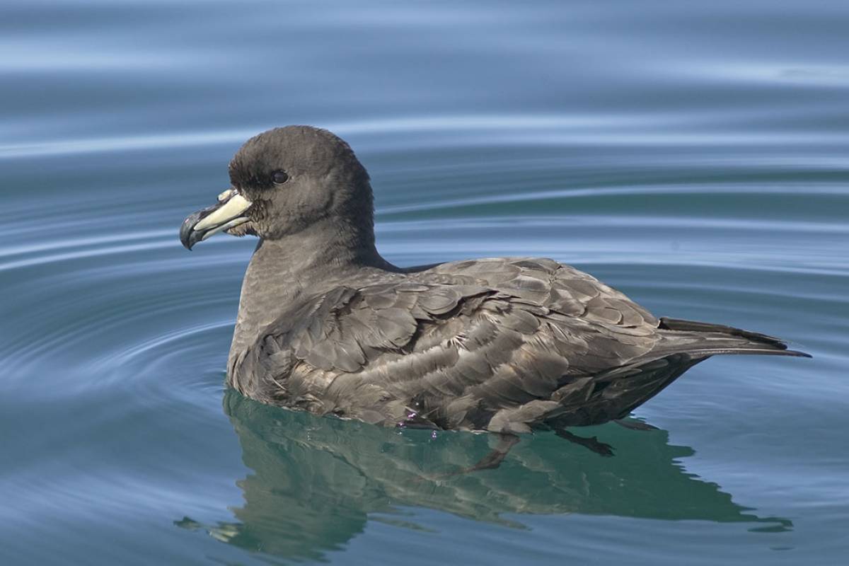 Black Petrel