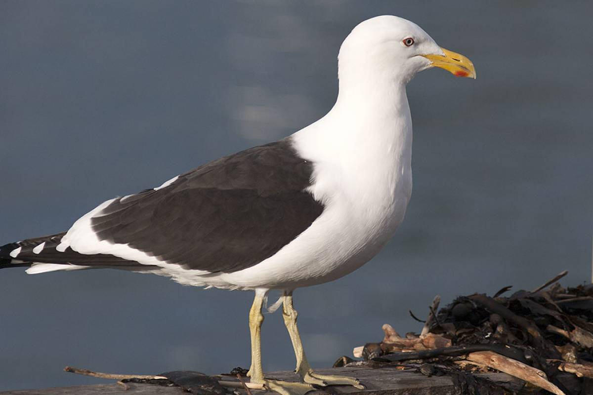 Black-backed Gull