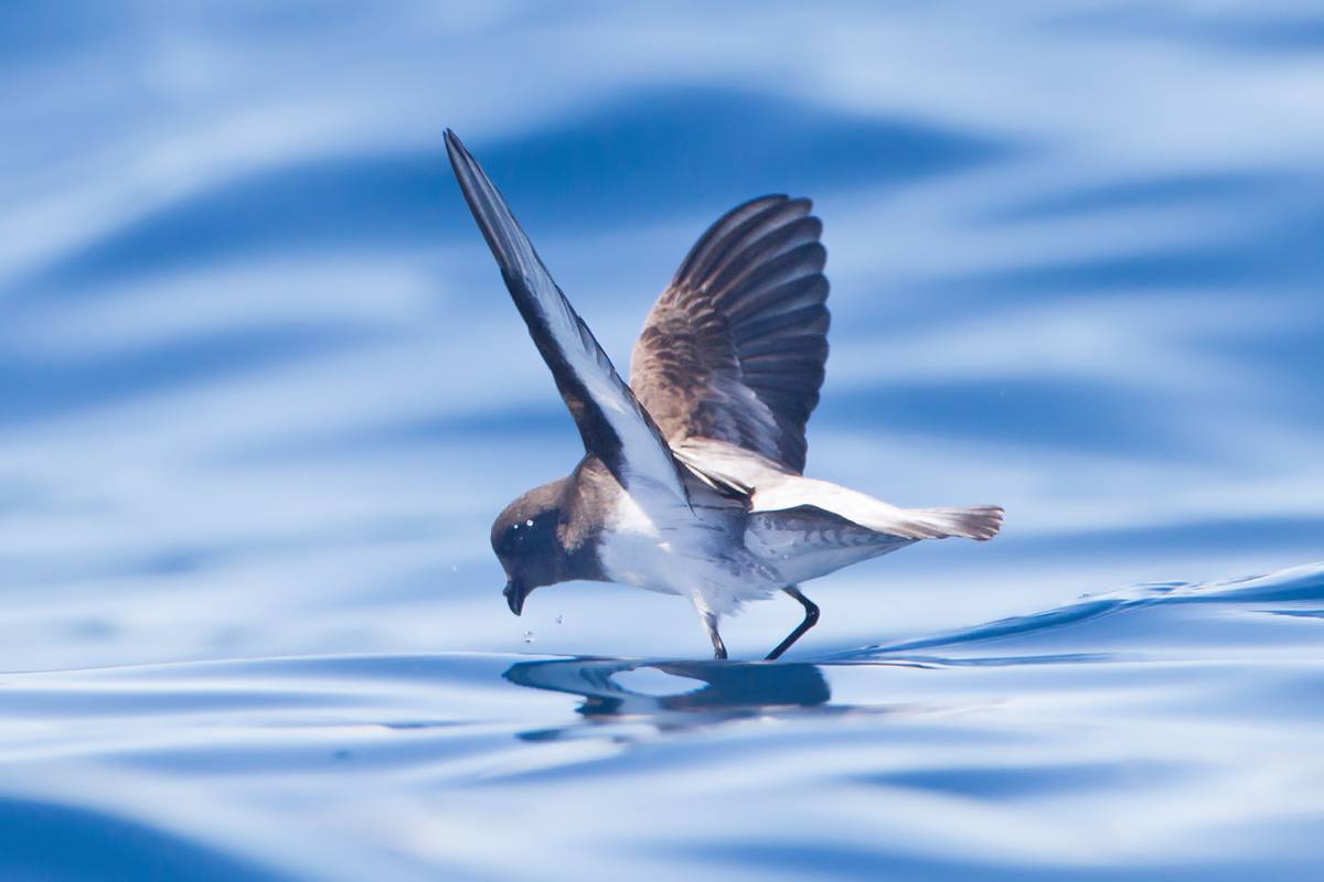 Grey-backed Storm Petrel