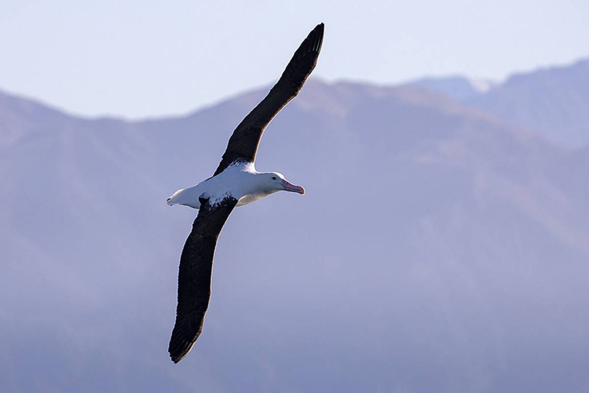 Northern Royal Albatross