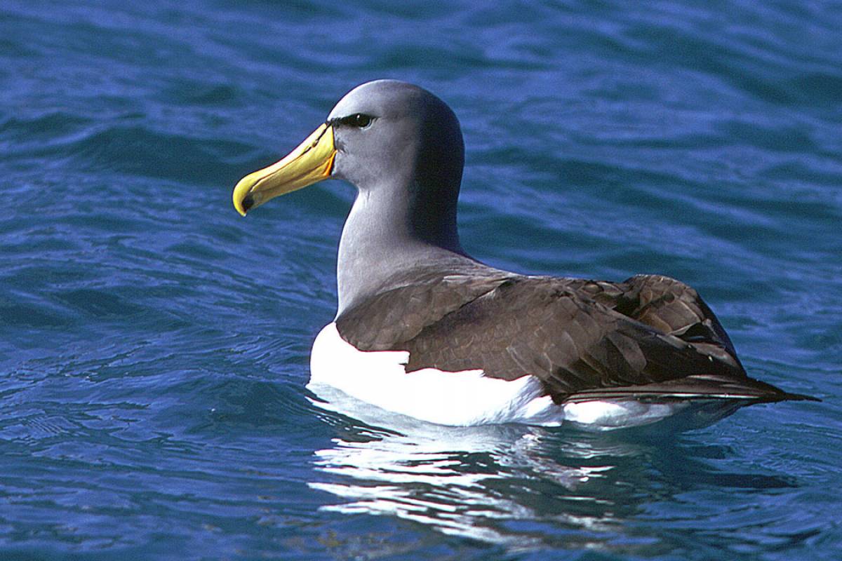Chatham Island Albatross