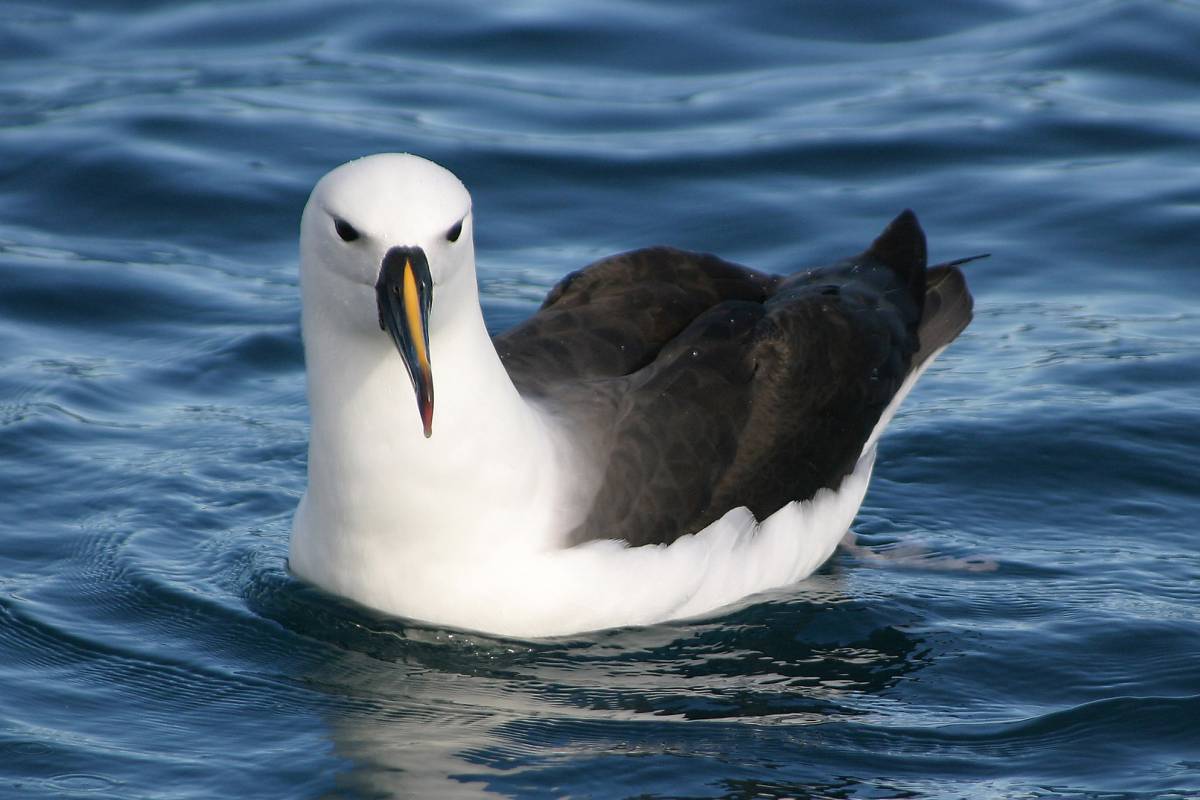 Indian Ocean Yellow-nosed Albatross