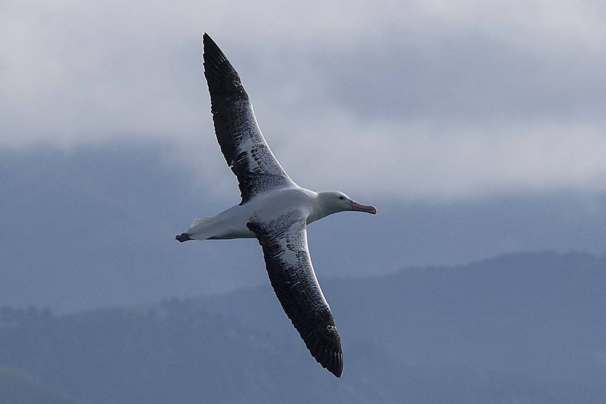 Southern Royal Albatross