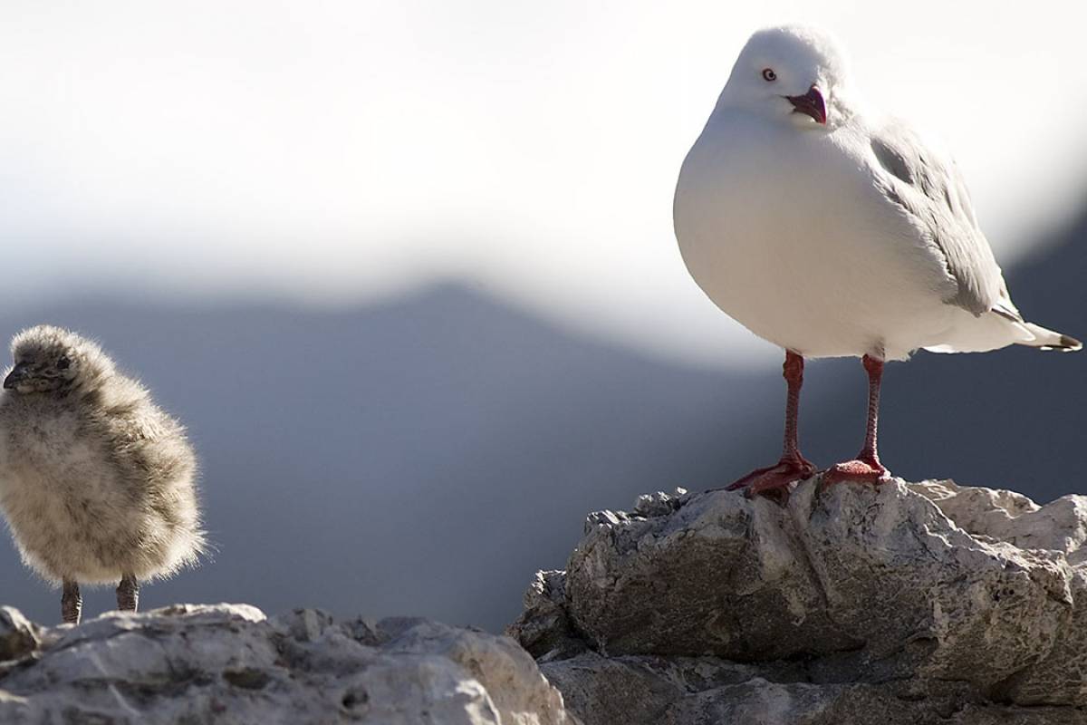Red-billed Gull