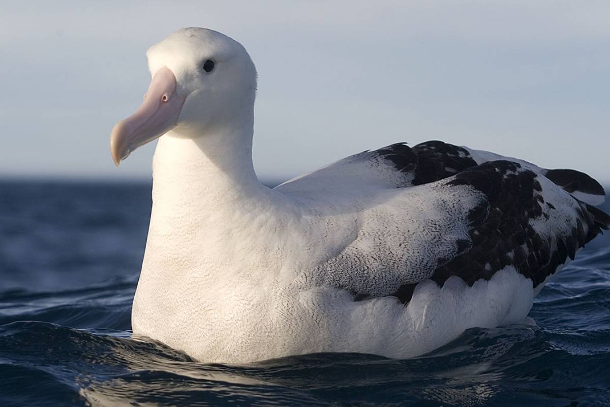 Gibson's Wandering Albatross