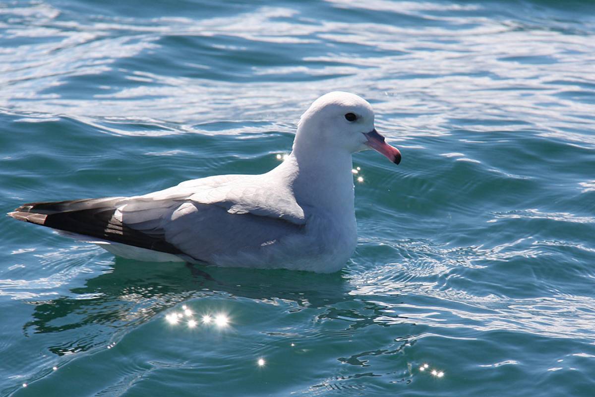 Antarctic Fulmar