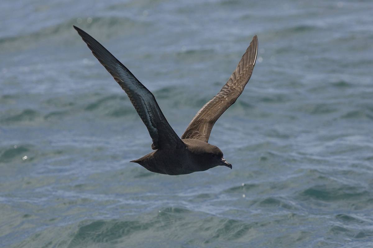 Short-tailed Shearwater