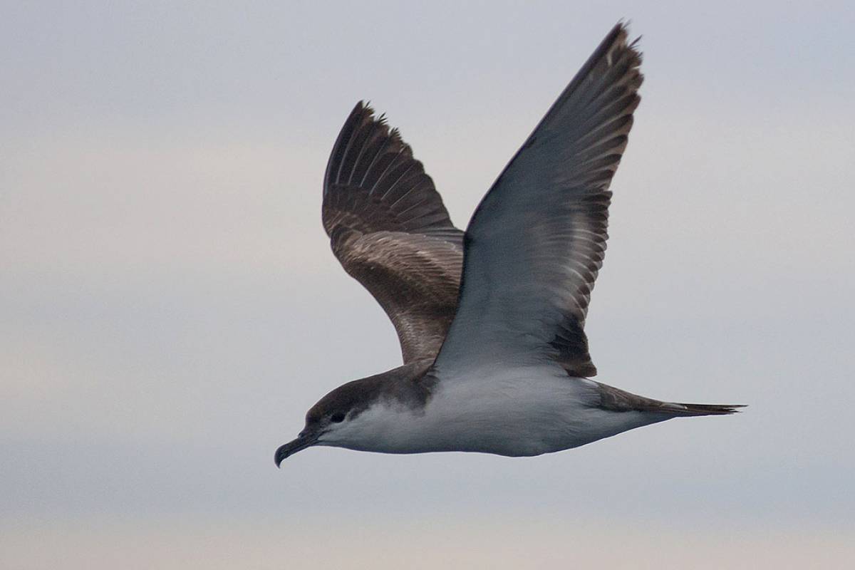 Buller’s Shearwater