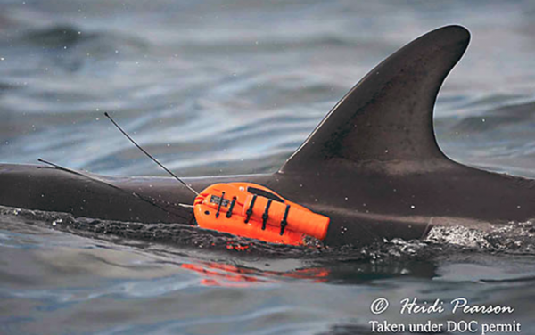 Read more on Dusky Dolphin Tagging Project