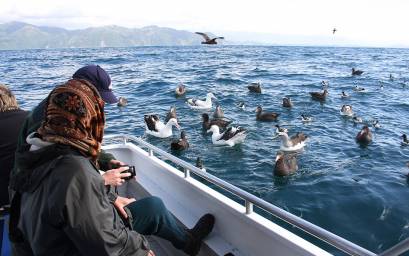 Seabird watching from Encounter II