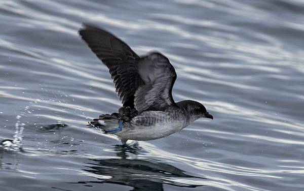 Read more on Recovery of South Georgian Diving Petrel