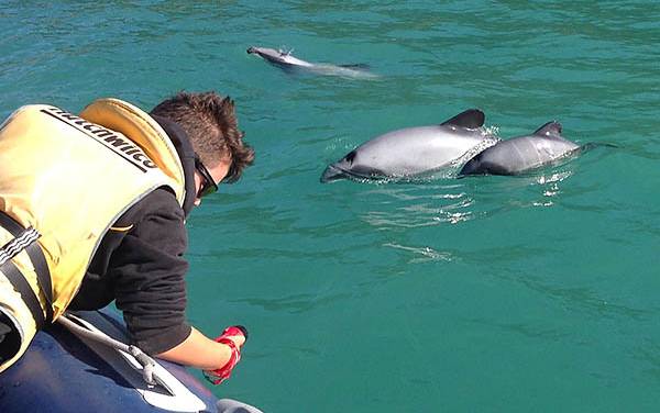 Read more on Kaikoura Ocean Research Institute